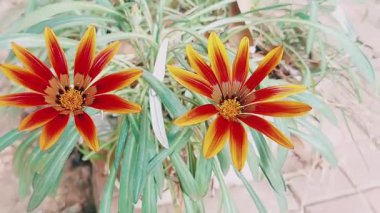 Gazania çiçeğini canlı sarı turuncu yapraklarla gösteren videoyu kapat