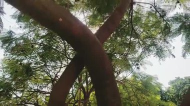 Güneşli halk parkında ağaç gövdeleri ve parlak yeşil bir gölgelik.