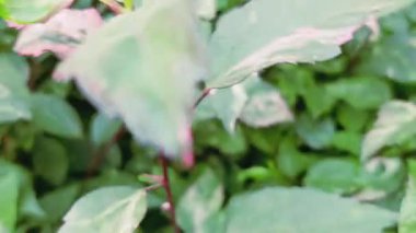 Renkli tropikal amber bitkisi yapraklarını gösteren videoyu kapat