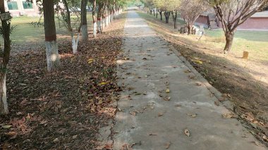 Ağaçlarla ve düşen sonbahar yapraklarıyla kaplı düz beton bir yol.