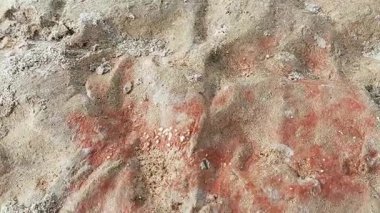 Su çekildikten sonra ıslak ve korunmasız nehir yatağını kaplayan canlı kırmızı algler.