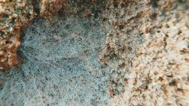 Örümcek ağı sayısız çiy damlasıyla kaplı makro görüntüde parıldıyor