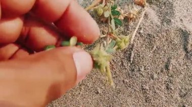 Elle tutulan kurumuş sivri uçlu noktalı tohum kapsülünün yakın görüntüsü