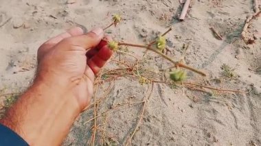 Elle tutulan kurumuş sivri uçlu noktalı tohum kapsülünün yakın görüntüsü