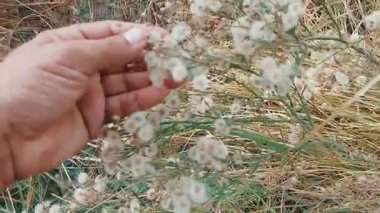 Kabarık beyaz keten yaprağı başlıklarına yakın çekim