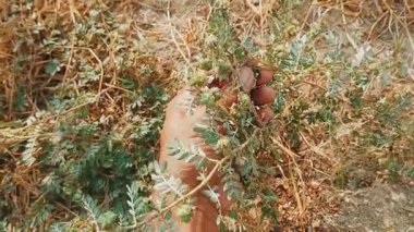 Tohumlu punturevine dalıyla yakın plan.