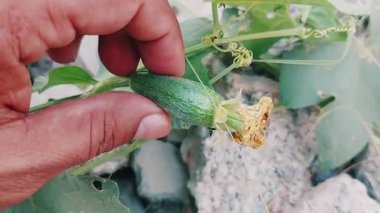 Kabak kabağı sarmaşığı sarmaşığına yakın çekim