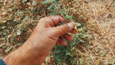 Tohumlu punturevine dalıyla yakın plan.