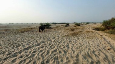 Bufalo sisli gökyüzünün altında kuru kumlu düzlüklerde otluyor.