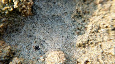 Karmaşık örümcek ağı sabah ışığının çiğ taneleriyle kaplı.