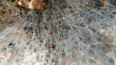 Karmaşık örümcek ağı sabah ışığının çiğ taneleriyle kaplı.