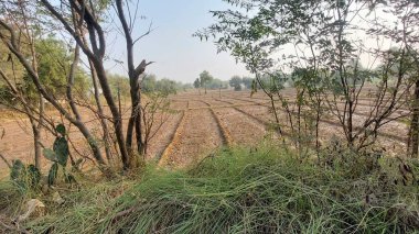 Ağaçlar ve Yeşil Yapraklar Tarafından Çerçevelenmiş Huzurlu Tarım Manzarası