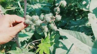 Castor Oil Bitkisinin Yeşil Tohum Kapsüllerinin Görüntüsünü Kapat