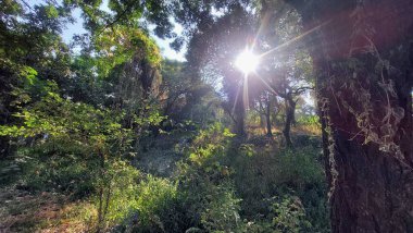 Yoğun Orman Tepesi 'nde Güneş Işığı Patlıyor