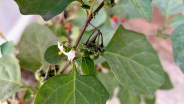 Olgunlaşmamış böğürtlenli kırmızı itüzümü manzarası