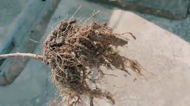 Yerinden sökülmüş itüzümü makro görünümü tüm bitki ve kök yapısını gösterir