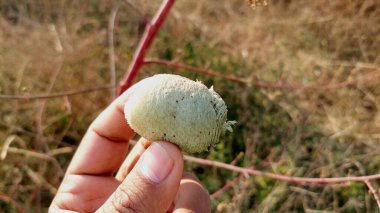 Koruyucu tükürük böceği perisi tarafından üretilen soluk köpüğün yakın görüntüsü