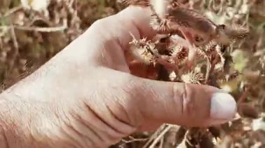 Ayrıntılı görünüm, sezon sonlarında tutulan cocklebur tohum kabuklarını gösteriyor