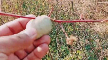 Yakından bakınca dikenli bitki sapından tükürük köpüğü çıkarıldığını görüyoruz.