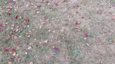 Canlı sonbahar yaprakları uykudaki çimenleri zengin mevsimsel manzaralarla kaplıyor.