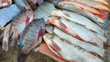 Canlı pulları ve renkli yüzgeçleri vurgulayan taze balık görüntüsü
