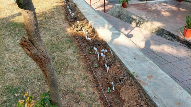 Yeni plantasyon sürücüsü bahçeye yeni ekilmiş tohumlar sergiliyor.