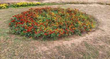 Kuru Kum Peyzajı Bahçesinde Canlı Çember Marigold Çiçeği