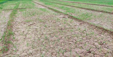 Genç Buğday Tarlaları, Rabi sezonunda Punjab Tarım Büyümesini Vurguluyor