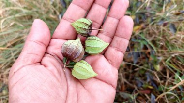 Physalis Feneri Kabukları Vahşi Çeşnili Bitkiler