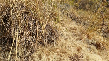 Vahşi karınca kolonisi tohumu işleme ve yuva faaliyeti kırsal alan