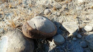 Kurak kumlu zeminde çakıl taşlarıyla iki tonlu yuvarlak taş.