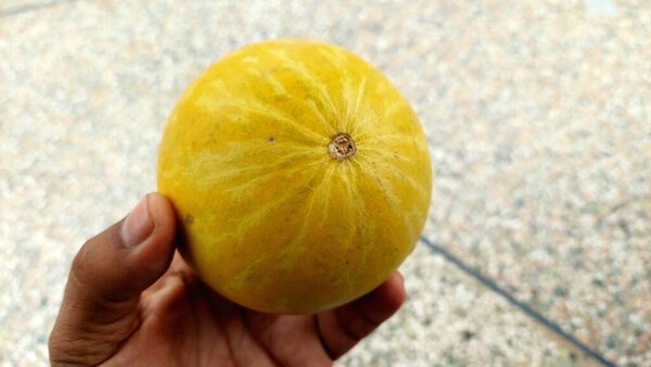 Large Ripe Citrullus Colocynth Desert Gourd