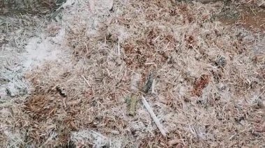 Geleneksel çiftlik hayvanı yemi hazırlığı buğday saman unu ve tuzlu