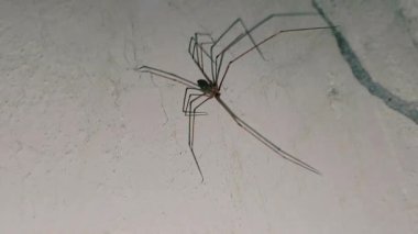 Bodrum katındaki örümceği ipekle örülmüş duvarda dinlenirken kapat.