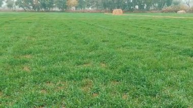 Tarım alanlarındaki canlı yeşil buğday ürünlerine geniş bir bakış açısı