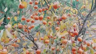 Olgun portakallar ve sonbahar yapraklarıyla geç hasat edilmiş narenciye bahçesi.
