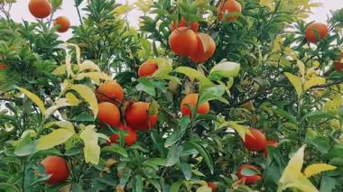 Punjab Kinnow Mandarin Meyve Bahçesi En yüksek hasat bolluğu ve kalitesini sergiliyor