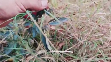 Kağıt kabuklu Physalis bitkisi olgun altın çilekleri ortaya çıkarıyor.