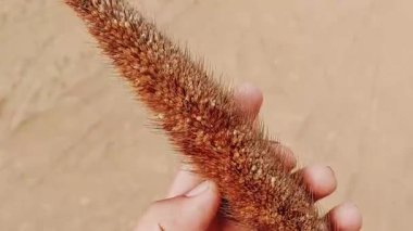 Kurutulmuş Millet Kulağı Koruyucu Dikenli Tüyleri Gösteriyor