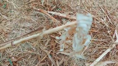 Saydam Ambar Yılan Derisini Ayrıntılı Ölçekli Desenlerle Kapat