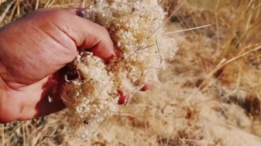 Karınca Kolonisi Tohum Kabukları ve Güneş Altında Döküntüler