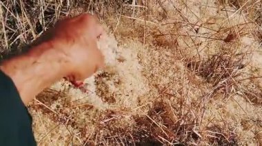 Karınca Kolonisi Tohum Kabukları ve Güneş Altında Döküntüler