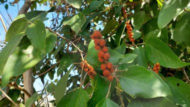 Güneş Işığı Kümelerinde Doğal Boya Kapsüllerini Gösteren Kamala Ağacı Meyveleri
