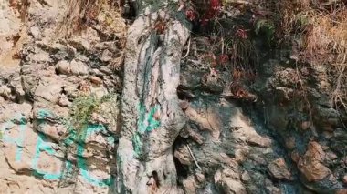 Karışık Köklü Antik Banyan Ağaçları Margalla Hills İslamabad Ormanı