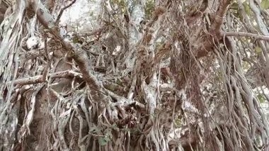 Banyan Ağacı Kökleri ve Margalla Tepeleri Tapınağı Islamabad Yaban Hayatı