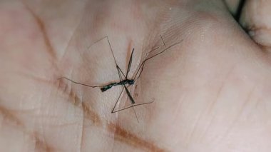 Turna sineği gibi yaklaş ve nazikçe insan ayağına uzan.