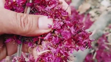 Yer Halısından Kurutulmuş Magenta Kiraz Çiçekleri Toplanıyor