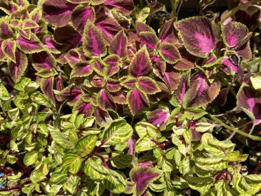 Renkli koleus yapraklarını kapatın. Bahçe işlerinde kullanılan dekoratif bir bitki. Mor morumsu ve yeşil yaprakların eşsiz rengi, tropikal iklimde bulunan bir tür çiçek açan çalılar..