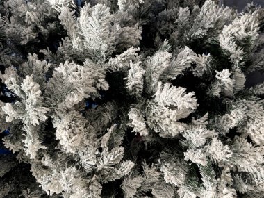 Karla kaplı çam ağacı yaprakları ve dallara yakın. Yılbaşı ağacı için uygun. Kış mevsiminde doğanın güzelliği. Kusursuz arkaplan dokusu.