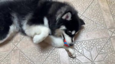 Alaska Malamute Köpeği 'nin topla oynarken heyecanlandığı 4K videosu. Alaska malamute köpeği ısırıyor ve köpek oyuncağıyla oynuyor. Turuncu bir top..